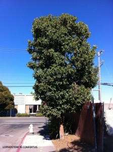 Lophostemon confertus